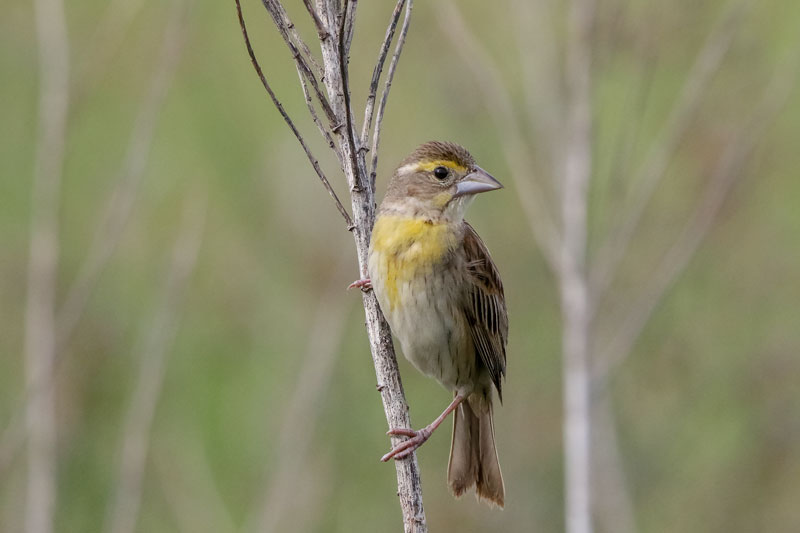 Dickcissel