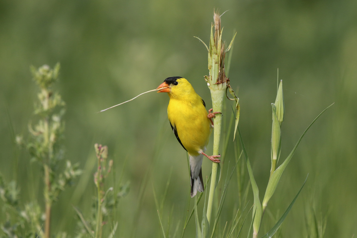 American Goldfinch