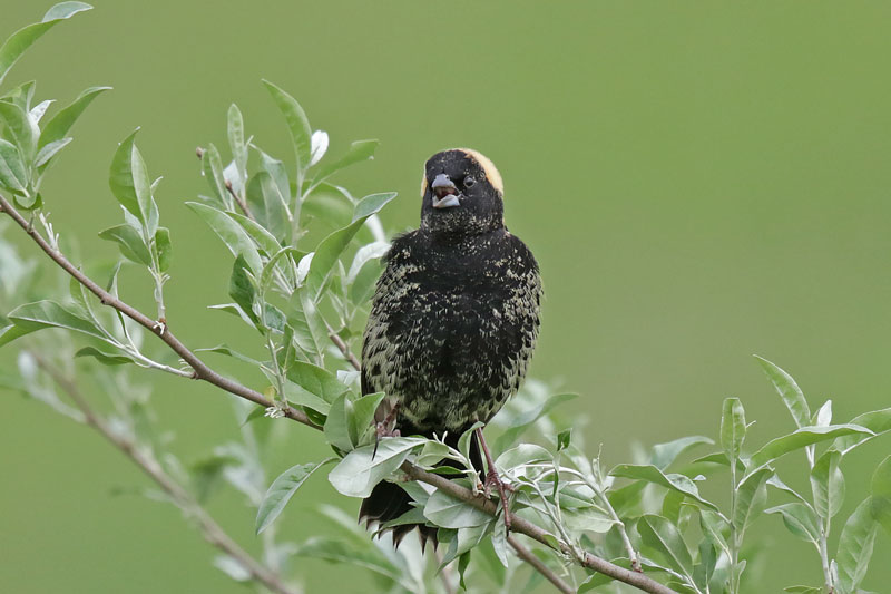 Bobolink