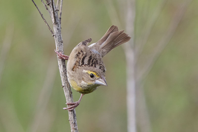 Dickcissel