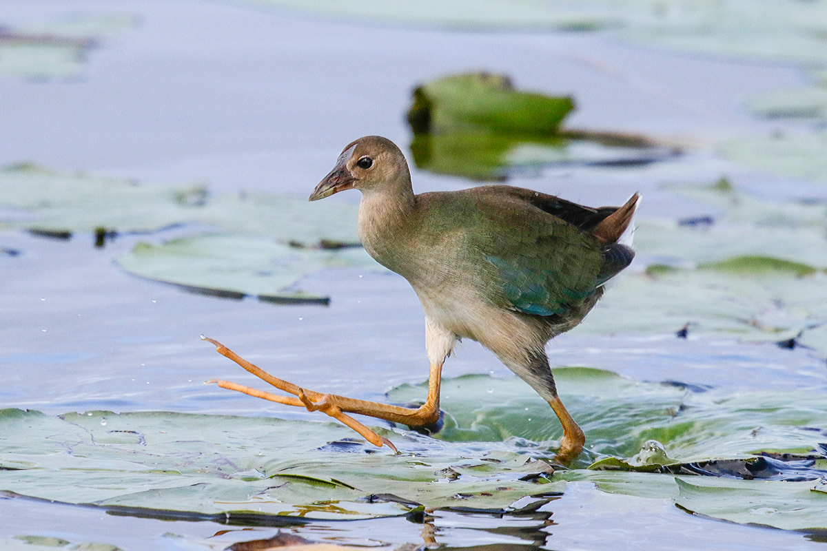 Purple Gallinule