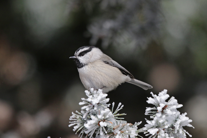 Mountain Chickadee