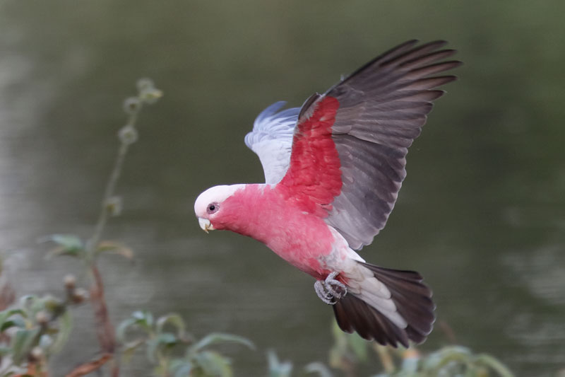 Galah