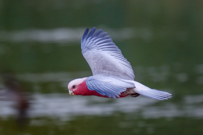 Galah
