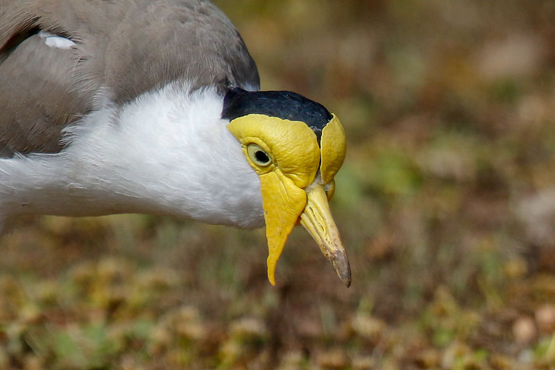 Masked Lapwing