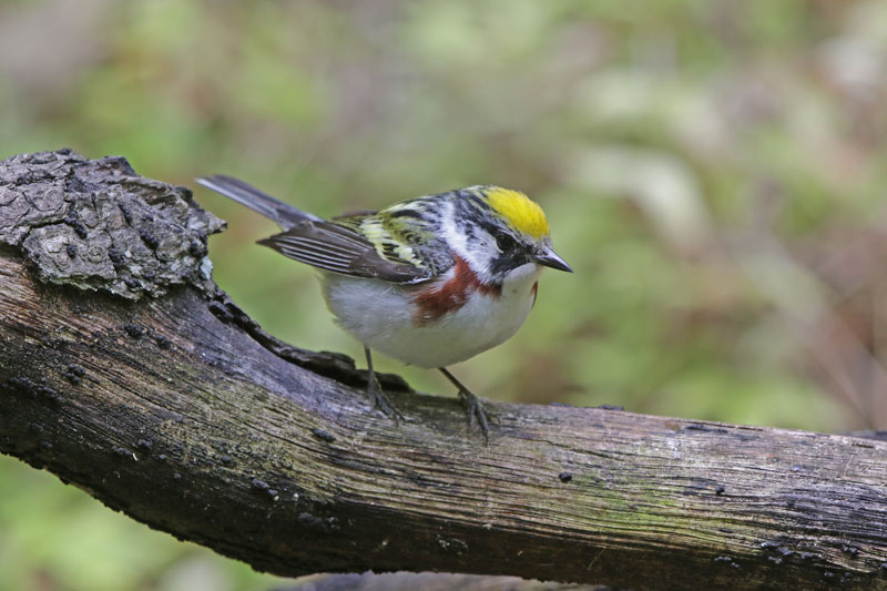 Chestnut-sided Warbler