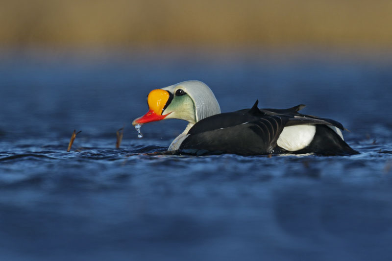 King Eider