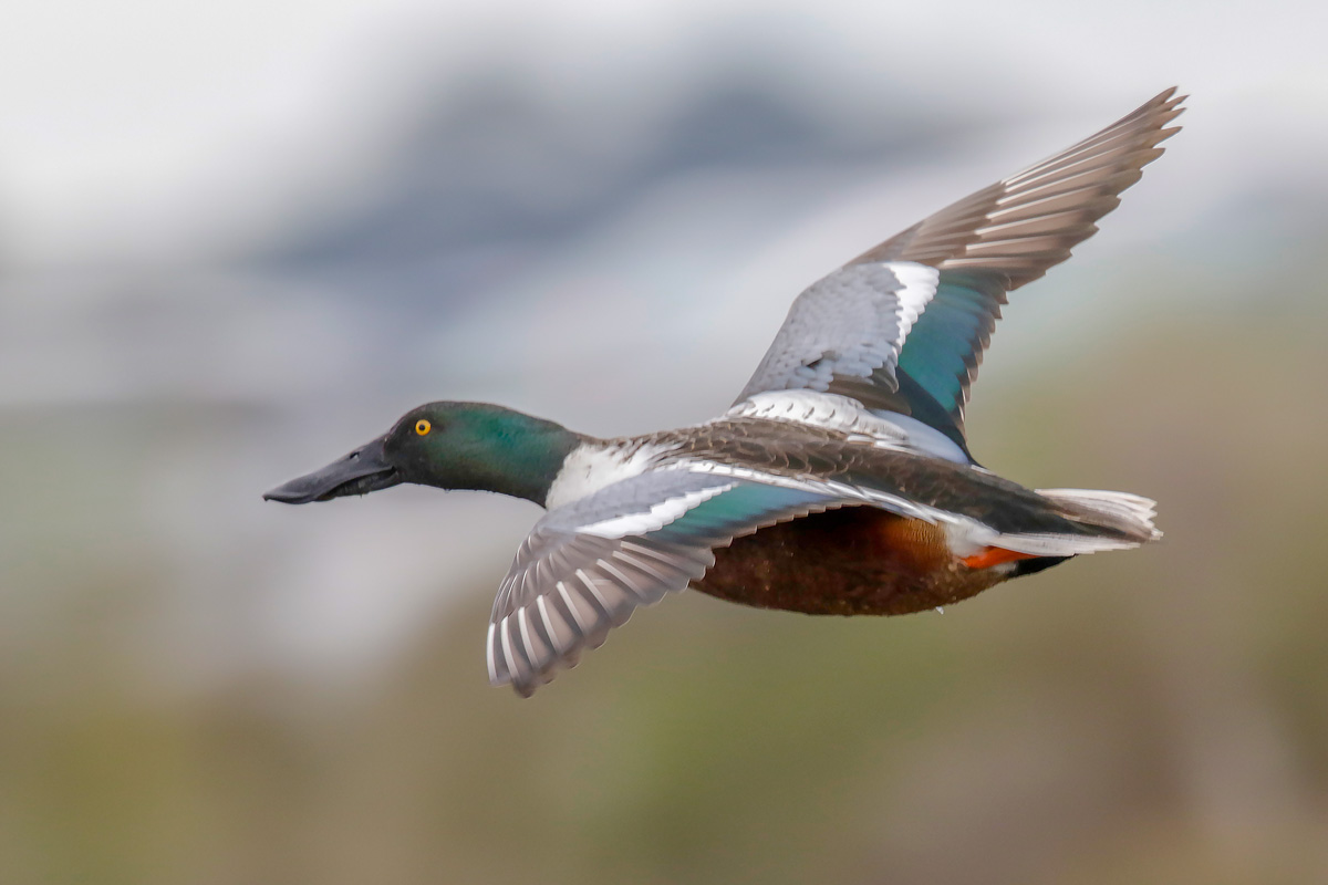 Northern Shoveler