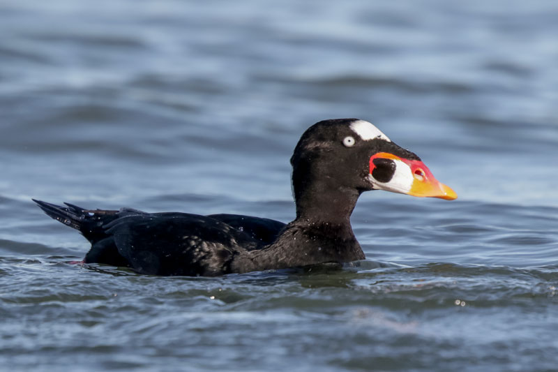Surf Scoter
