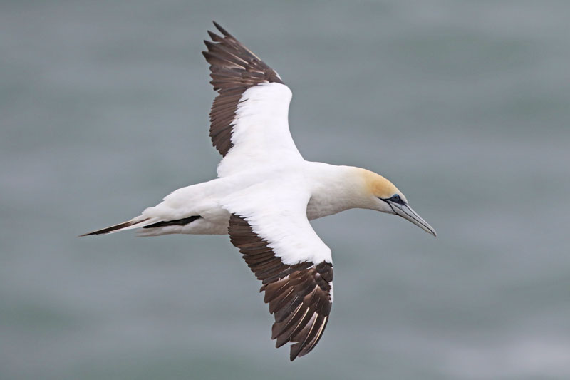 Australasian Gannet