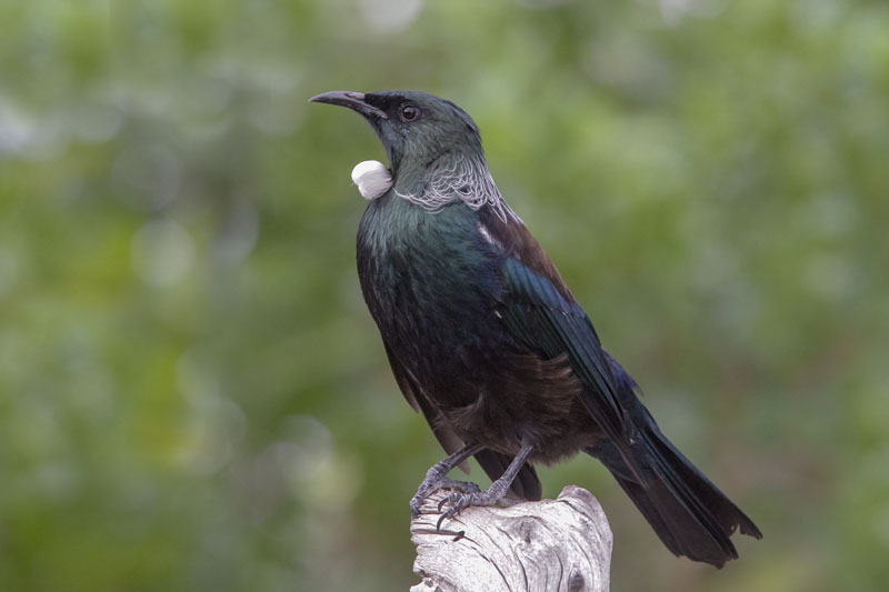Tui