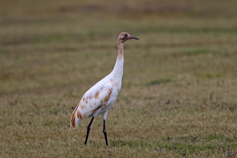 Whooping Crane
