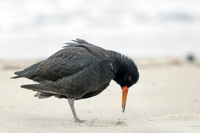 Variable Oystercatcher