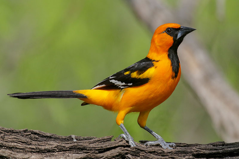 Altamira Oriole