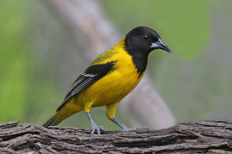 Audubon's Oriole