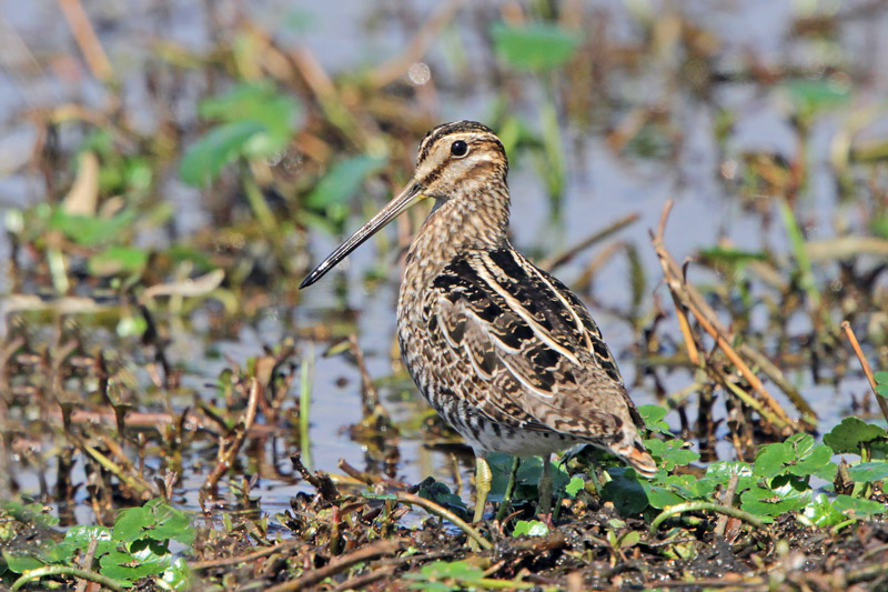 Wilson's Snipe
