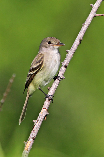 Willow Flycatcher