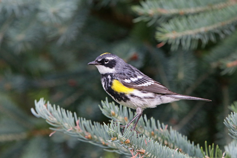 Yellow-rumped Warbler