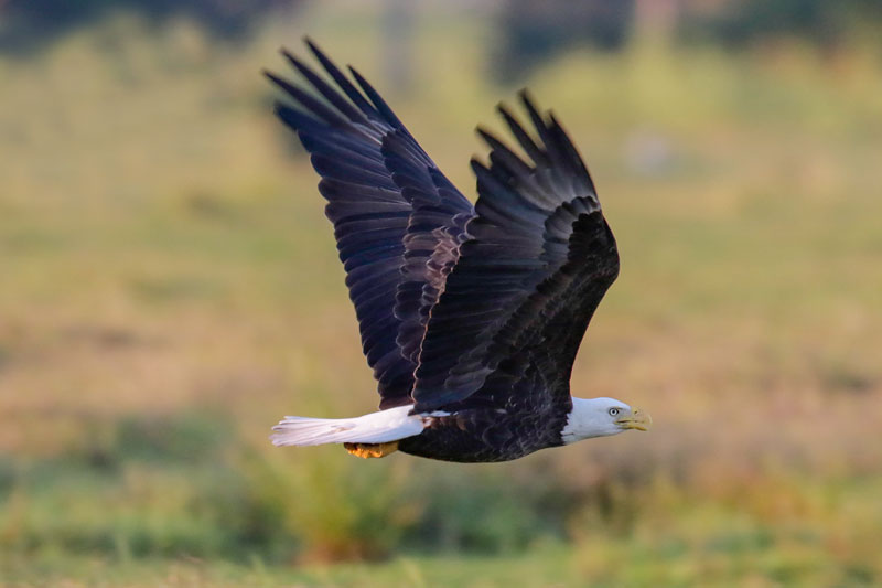 Bald Eagle