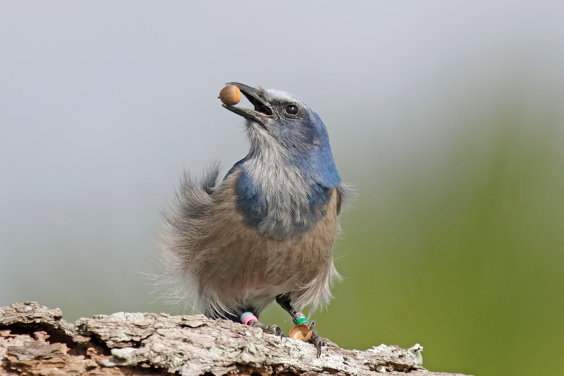 Florida Scrub-jay