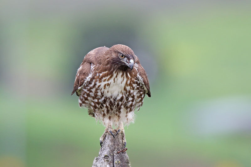 Red-tailed Hawk