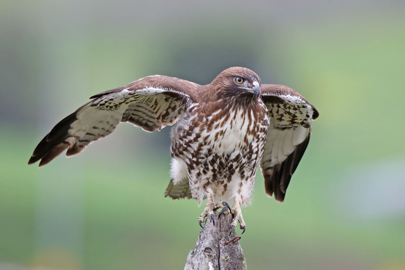 Red-tailed Hawk