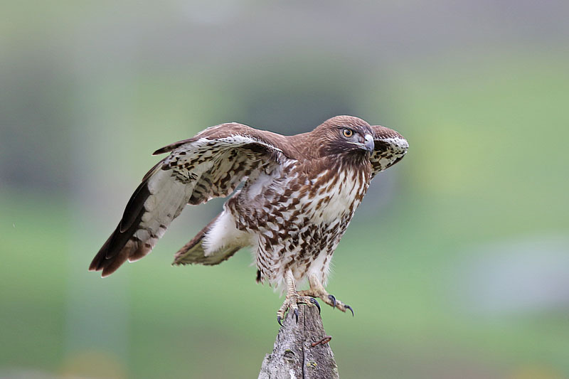 Red-tailed Hawk