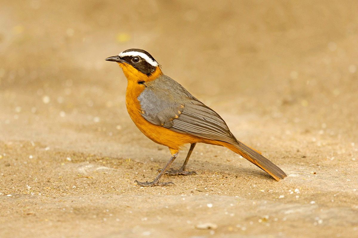 White-browed Robin-Chat