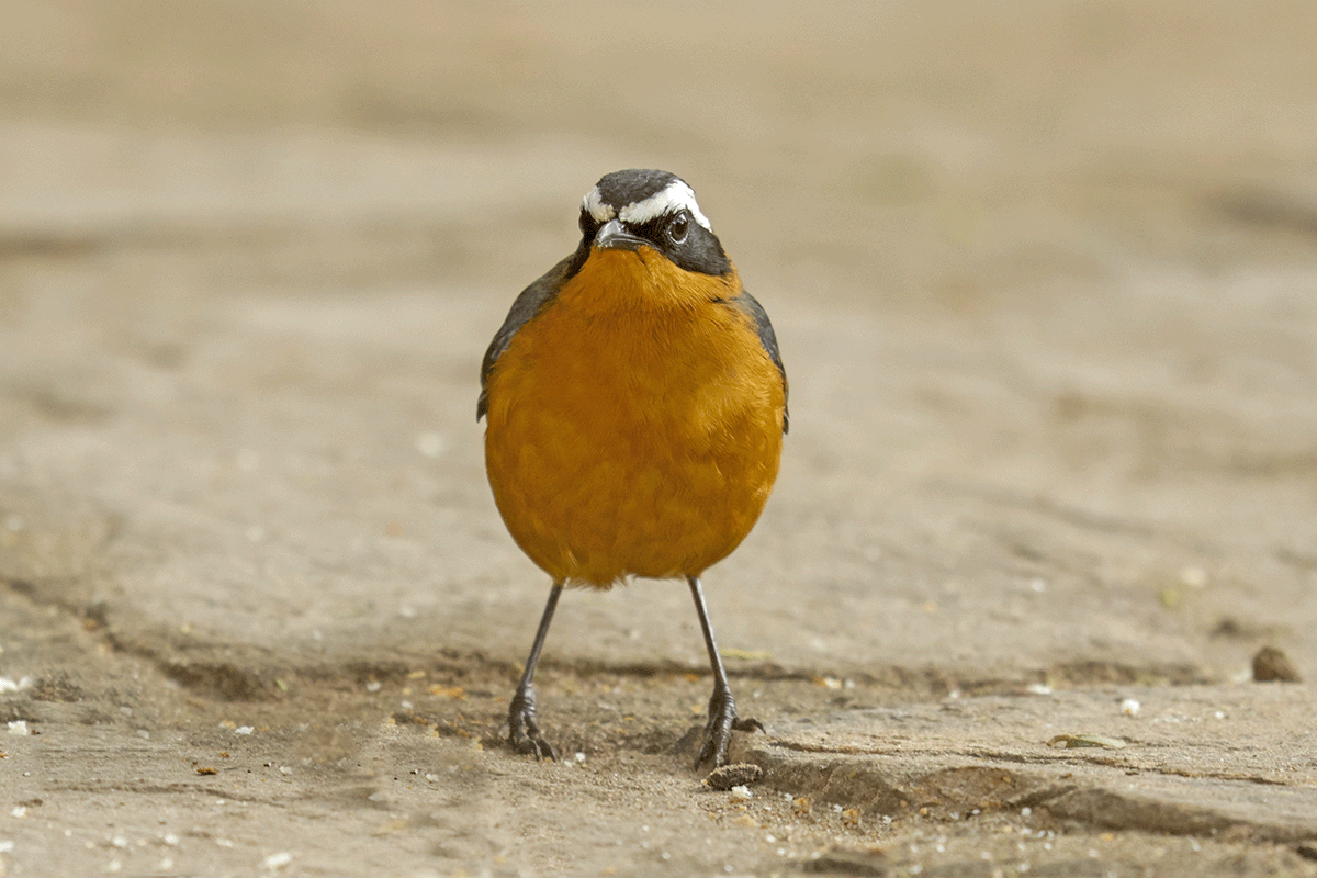 White-browed Robin-Chat