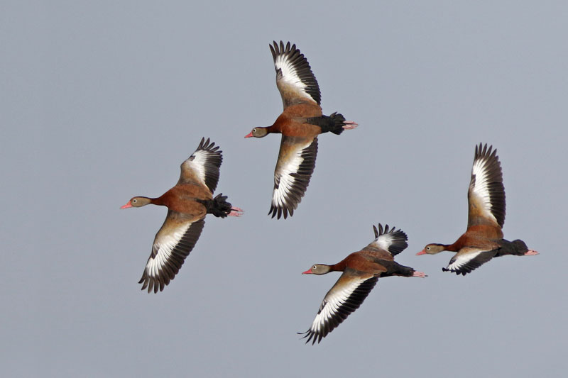 Black-bellied Whistling Duck