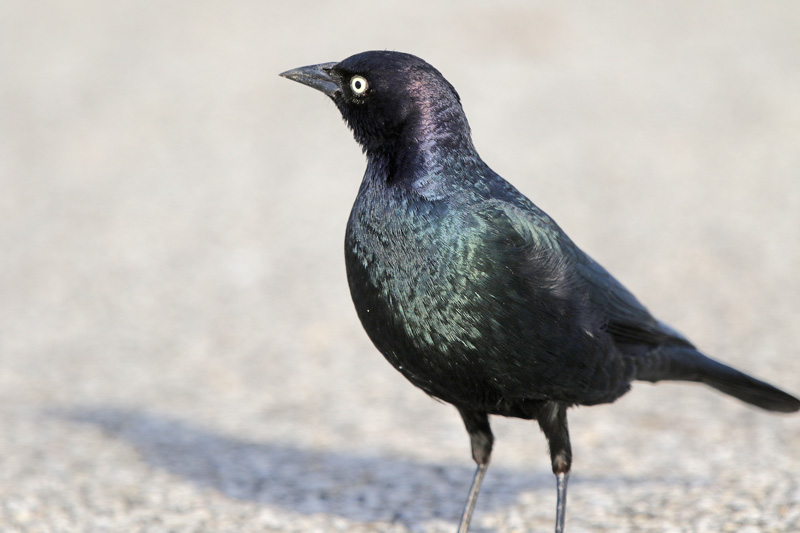Brewer's Blackbird