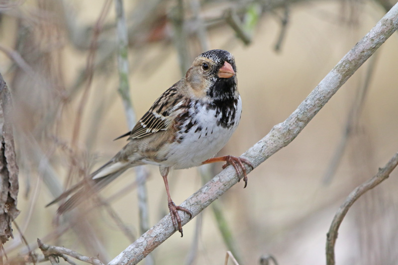 Harris's Sparrow