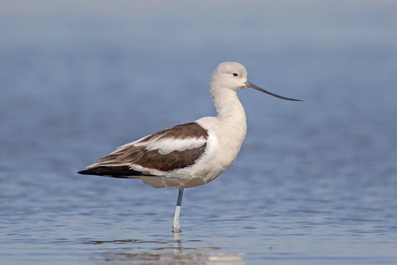 American Avocet