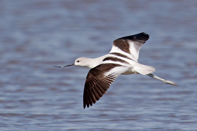 American Avocet