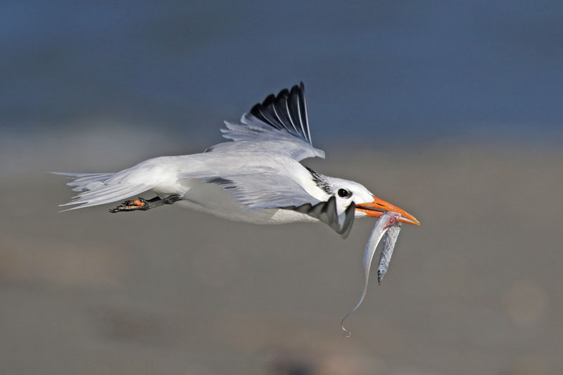 Royal Tern