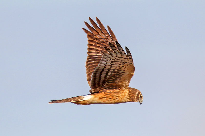 Northern Harrier