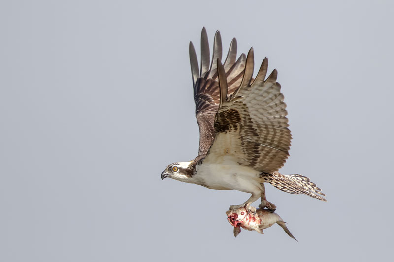 Osprey