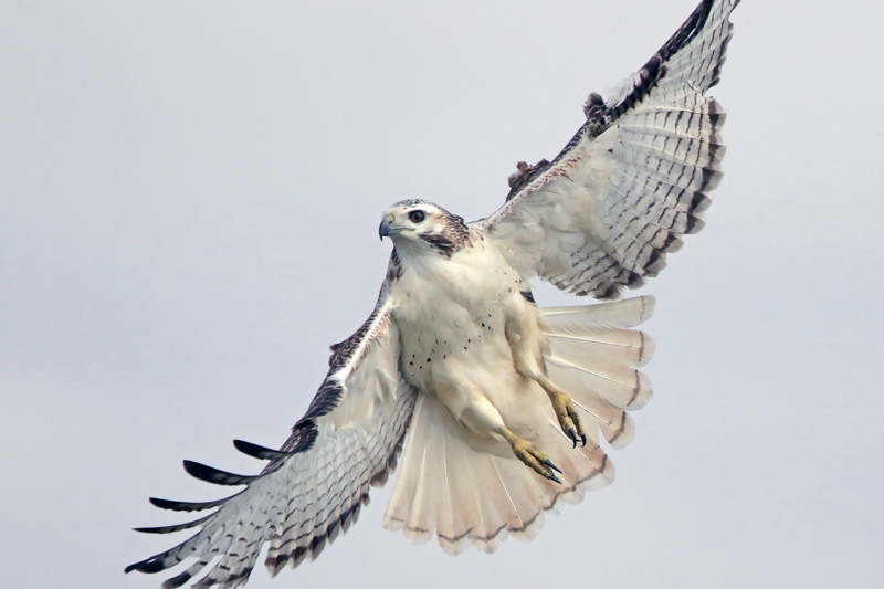 Red-tailed Hawk (Krider's)