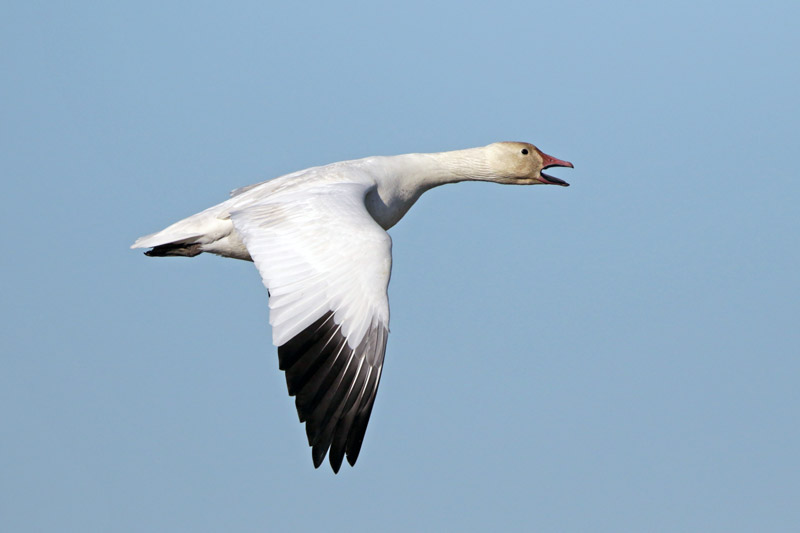 Snow Goose
