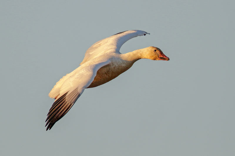 Snow Goose