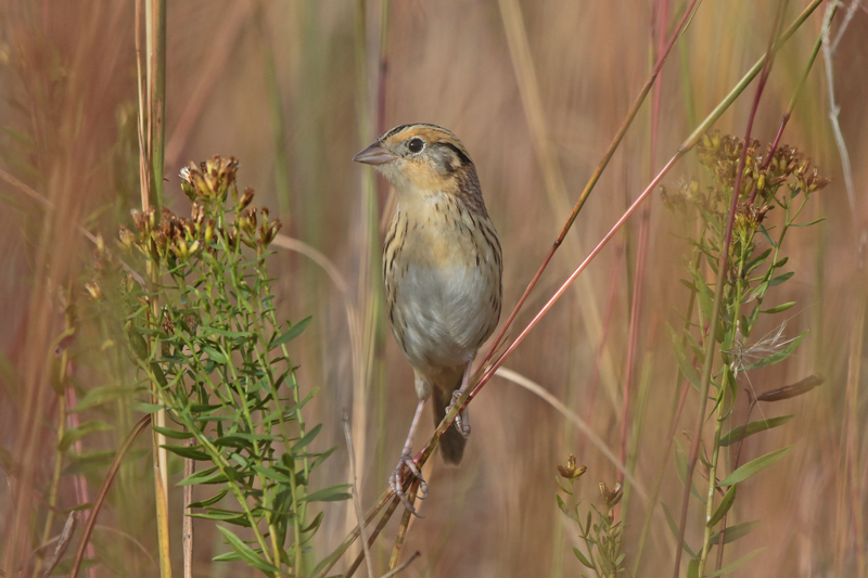 Le Conte's Sparrow