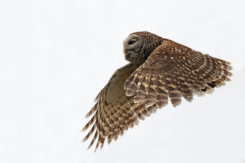 Barred Owl