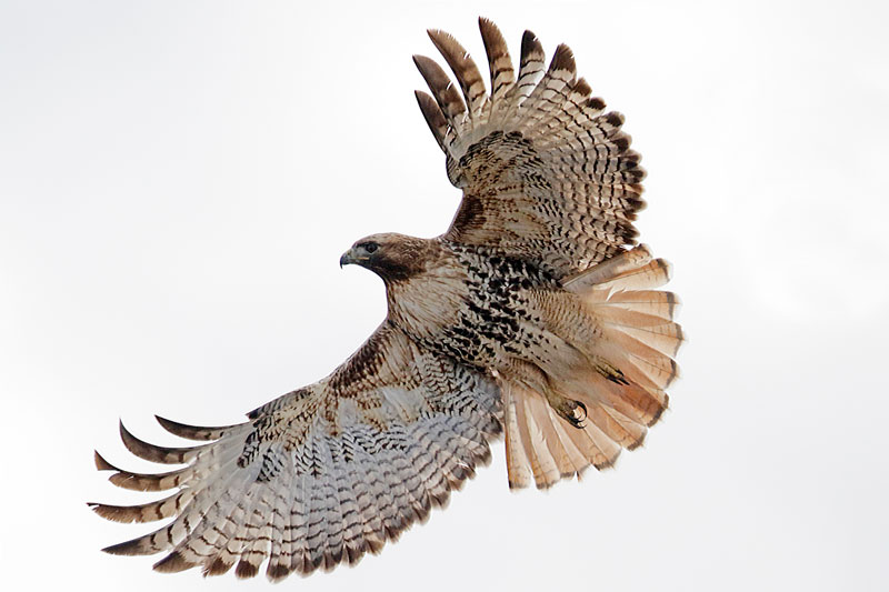 Red-tailed Hawk