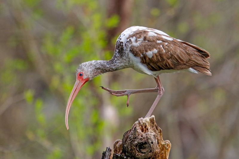 White Ibis