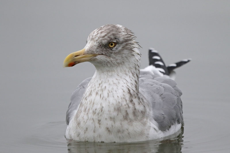 Herring Gull
