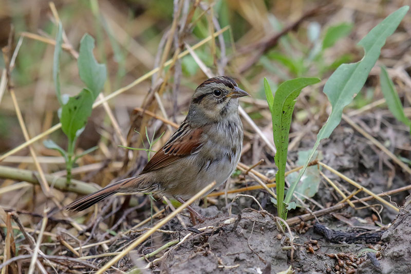 Swamp Sparrow