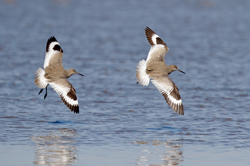 Willet