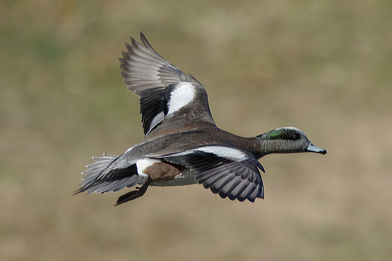 American Wigeon