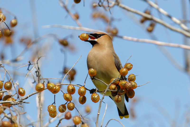 Cedar Waxwing
