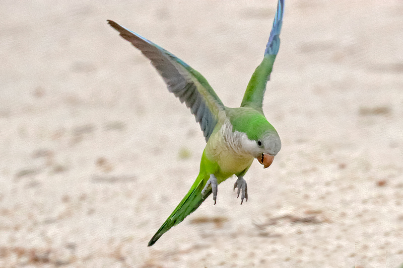 Monk Parakeet